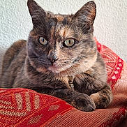 Teeky participe au concours pour gagner de l'argent avec cette photo : cat, tortoiseshell, pet, animal, feline, fur, whiskers, eyes, ears, paws, collar, resting, blanket, pattern, red, texture, indoor, closeup, portrait, calm