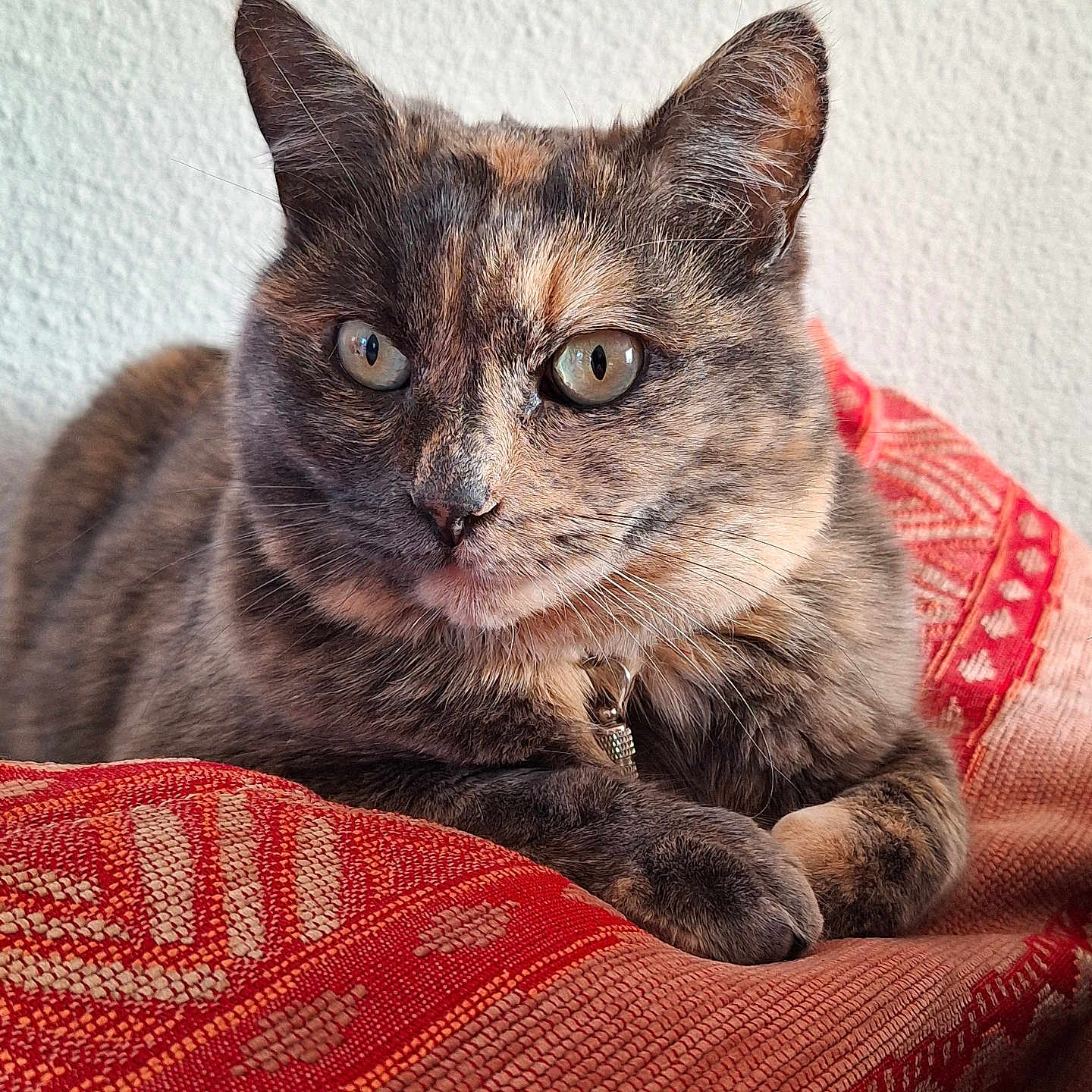 Teeky participe au concours pour gagner de l'argent avec cette photo : animal, blanket, calm, cat, closeup, collar, ears, eyes, feline, fur, indoor, pattern, paws, pet, portrait, red, resting, texture, tortoiseshell, whiskers