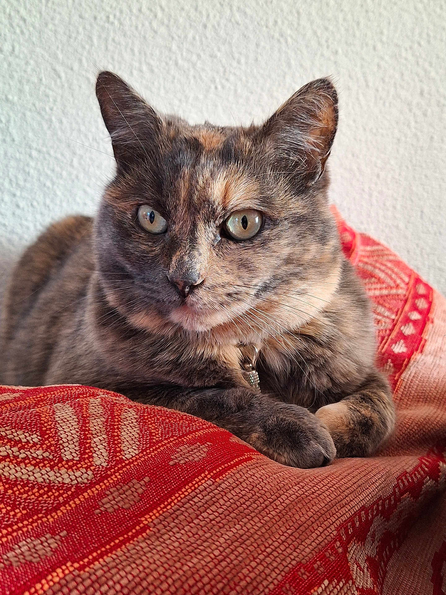 Teeky participe au concours pour gagner de l'argent avec cette photo : cat, tortoiseshell, pet, animal, feline, fur, whiskers, eyes, ears, paws, collar, resting, blanket, pattern, red, texture, indoor, closeup, portrait, calm