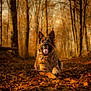 dog, german_shepherd, autumn, forest, leaves, nature, outdoor, animal, canine, tongue_out, ears_up, fall, trees, brown, golden_light, pet, lying_down, happy, fur, woods