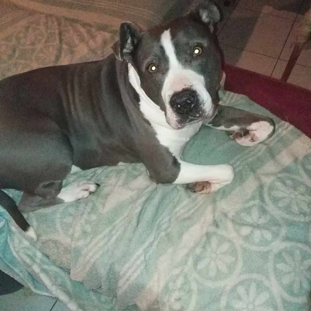 Maya a rejoint le concours — aidez-le/la à gagner de superbes lots ! animal, blanket, canine, companion, curious, dog, domestic, ears, floor, furniture, gray, home, indoor, mammal, paw, pet, resting, snout, tile, white