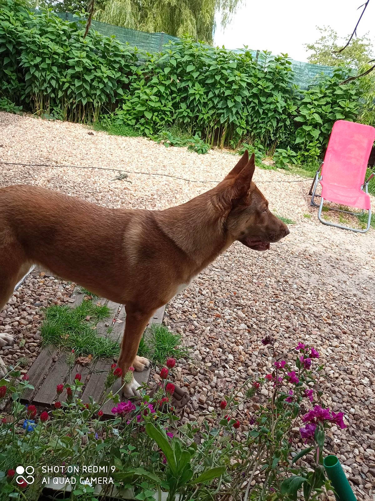 Taya a rejoint le concours — aidez-le/la à gagner de superbes lots ! botany, canidae, carnivore, dog_breed, fawn, felidae, flower, garden, grass, groundcover, landscape, liver, outdoor_furniture, plant, shrub, small_to_medium_sized_cats, tail, terrestrial_animal, terrestrial_plant, working_animal