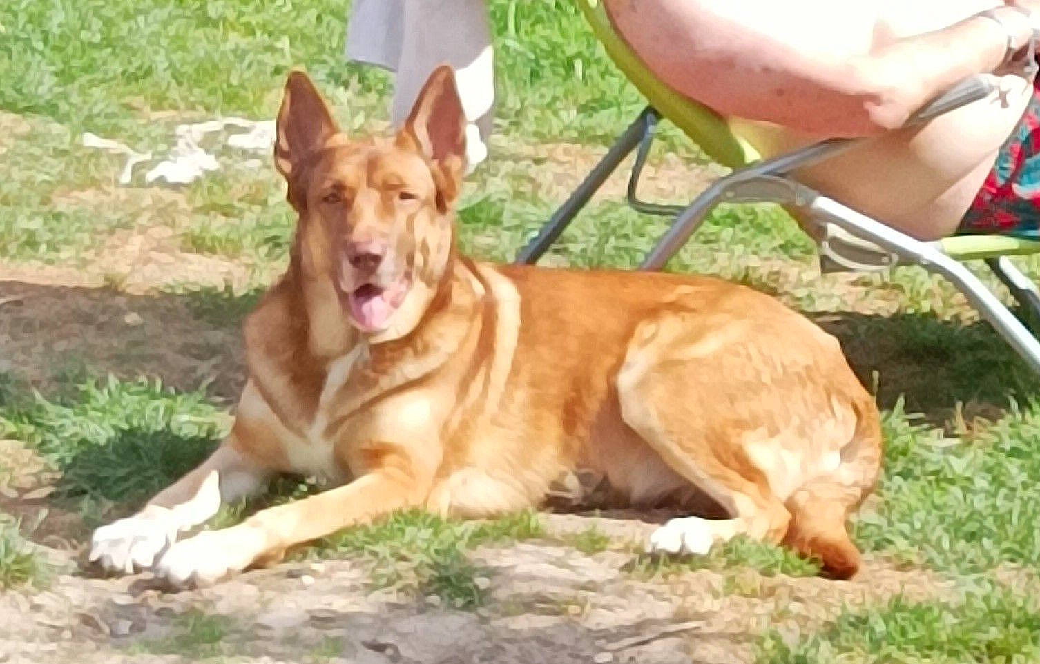 Taya a rejoint le concours — aidez-le/la à gagner de superbes lots ! ancient_dog_breeds, canidae, carnivore, chair, companion_dog, dog, dog_breed, fawn, foot, fur, grass, herding_dog, human_leg, hunting_dog, liver, plant, sporting_group, terrestrial_animal, whiskers