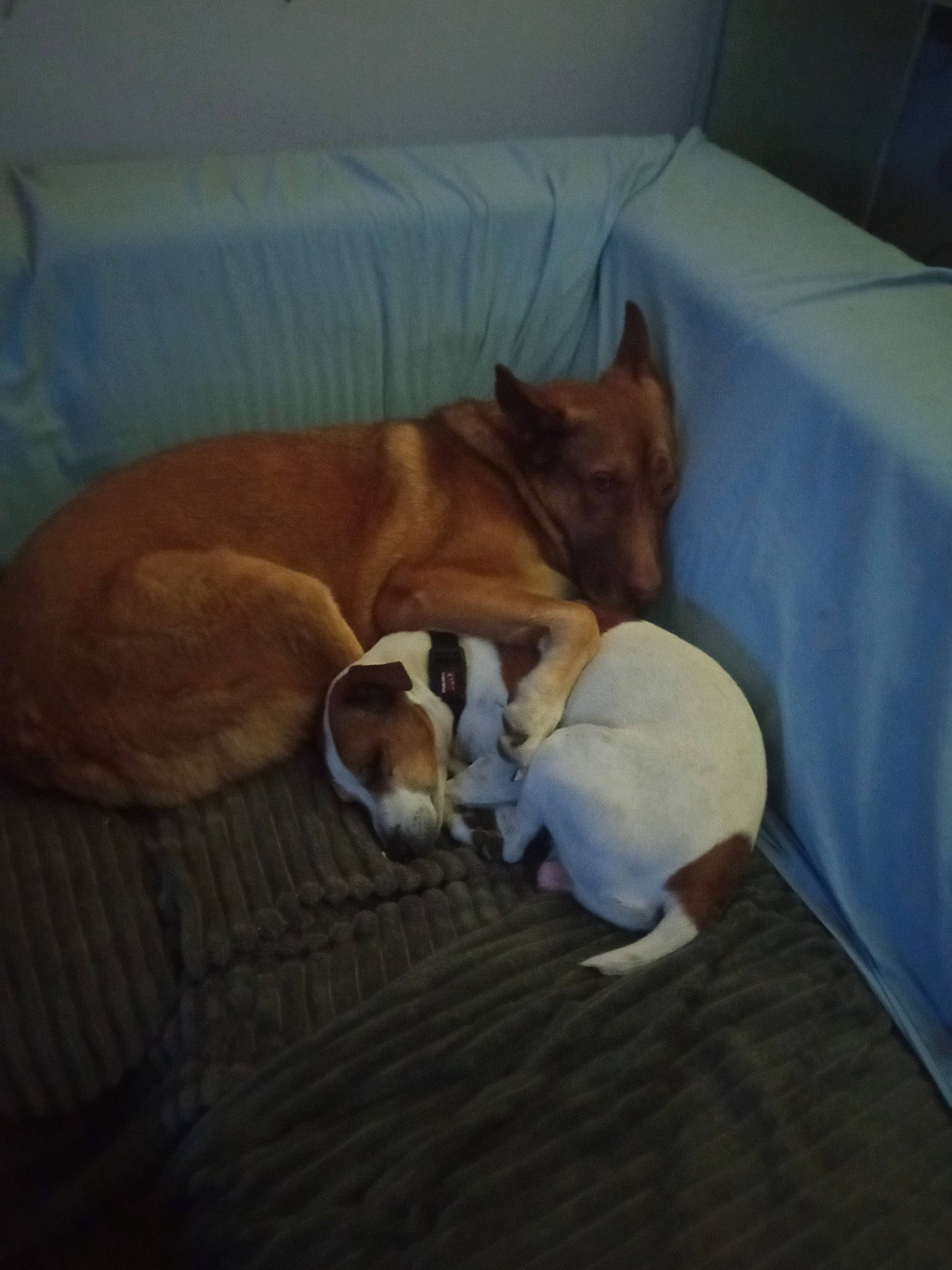 Taya a rejoint le concours — aidez-le/la à gagner de superbes lots ! basenji, canidae, carnivore, comfort, companion_dog, couch, dog, dog_bed, dog_breed, dog_sports, dog_supply, flooring, hardwood, linens, non_sporting_group, room, sporting_group, tail, wood, working_animal