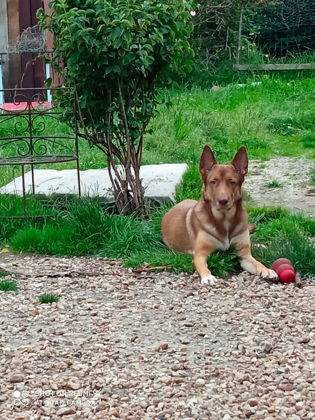 Taya a rejoint le concours — aidez-le/la à gagner de superbes lots ! canidae, carnivore, companion_dog, dog, dog_breed, fawn, grass, groundcover, plant, shrub, snout, soil, sporting_group, tail, terrestrial_animal, toy_dog, tree, wildlife, window, working_animal