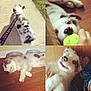Bruschi joined the competition — help win amazing prizes!