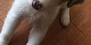 Bruschi joined the competition — help win amazing prizes!