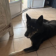 Kylian .. Max participe au concours pour gagner de l'argent avec cette photo : alert, animal, black_dog, blue_eyes, calm, canine, cozy, dog, domestic, fur, home, indoor, laying_down, natural_light, open_door, paw, pet, quiet, relaxed, tile_floor