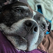 Sweetie is registered to the contest to win money with this photo: dog, close_up, resting, relaxed, fur, face, nose, blanket, purple, texture, cozy, indoor, pet, animal, sleepy, expression, comfort, snout, portrait, laying_down