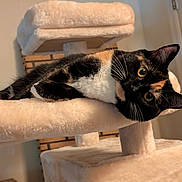 Persephone joined the competition — help win amazing prizes! cat, calico, cat_tree, indoor, pet, feline, curious, plush, resting, wide_eyes, whiskers, ears, fur, animal, household, relaxed, looking, cute, domestic_cat, portrait