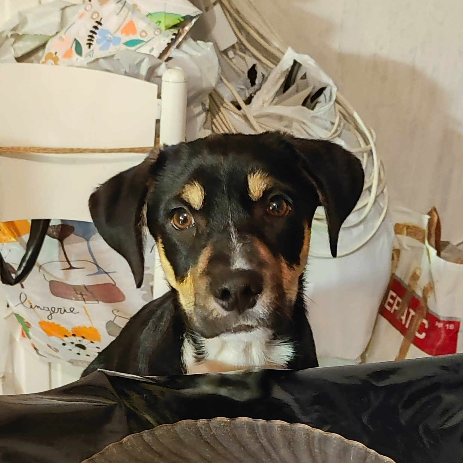Yogi
