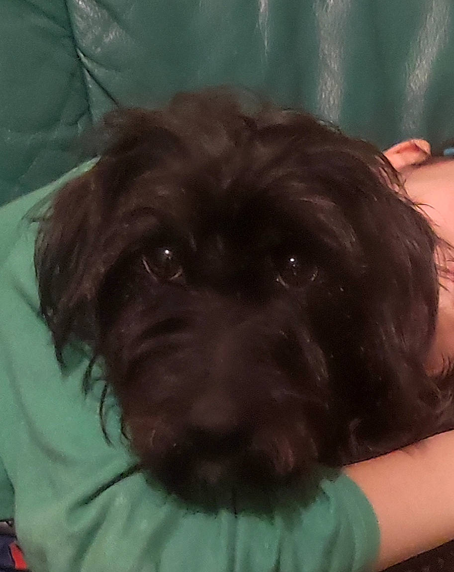 Chanelle participe au concours pour gagner de l'argent avec cette photo : canidae, carnivore, comfort, companion_dog, dog, dog_breed, dog_collar, fawn, flesh, fur, liver, non_sporting_group, puppy, puppy_love, selfie, snout, sporting_group, toy_dog, whiskers, working_animal