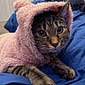 cat, tabby_cat, pet, animal, feline, hoodie, pink_hoodie, fur, whiskers, ears, paws, blanket, blue_blanket, indoor, cozy, cute, portrait, closeup, resting, domestic_animal