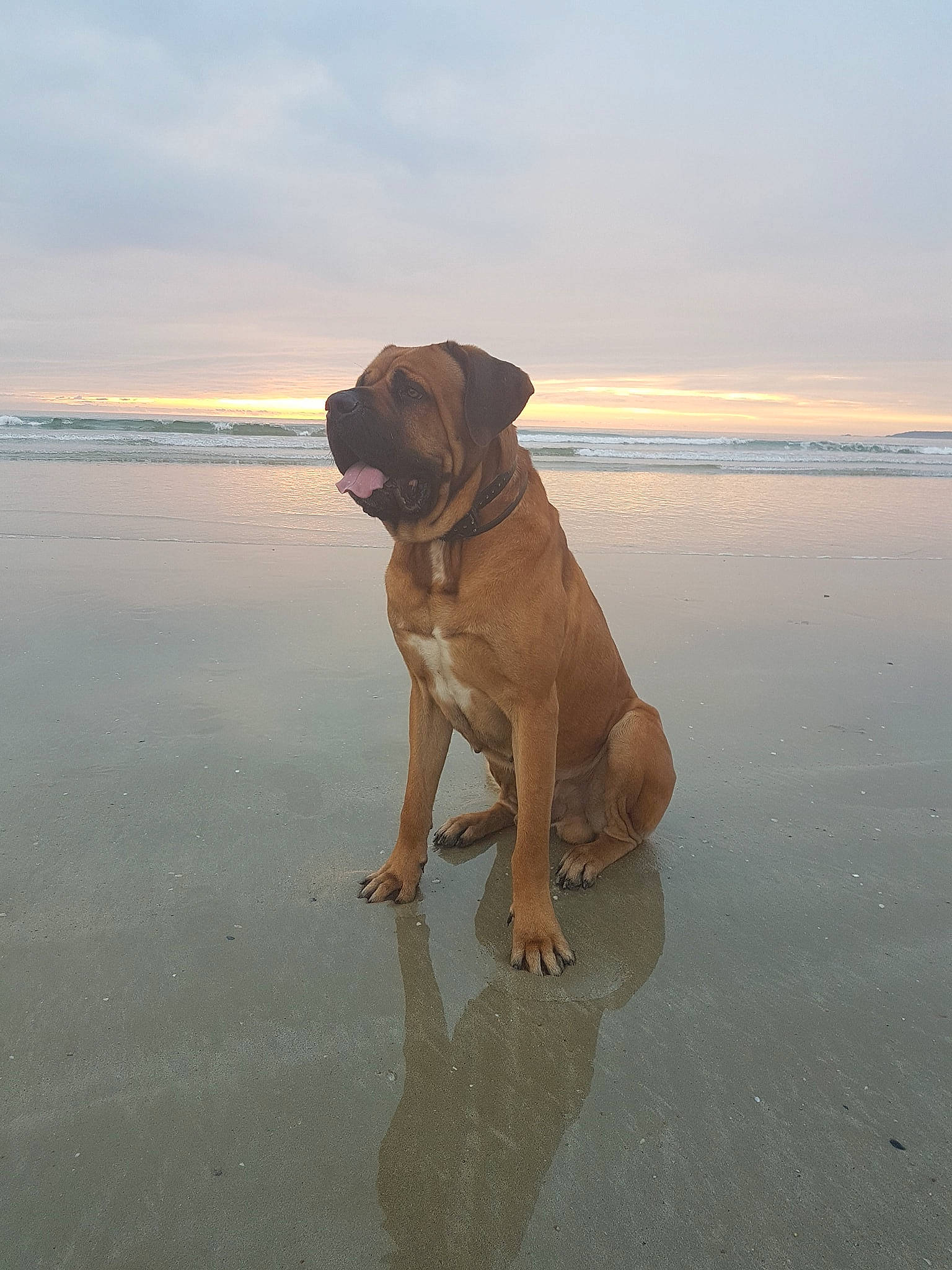 Ikko participe au concours pour gagner de l'argent avec cette photo : boerboel, bullmastiff, canidae, carnivore, dog, dog_breed, fawn, guard_dog, mammal, molosser, perro_de_presa_mallorquin, vertebrate, working_dog