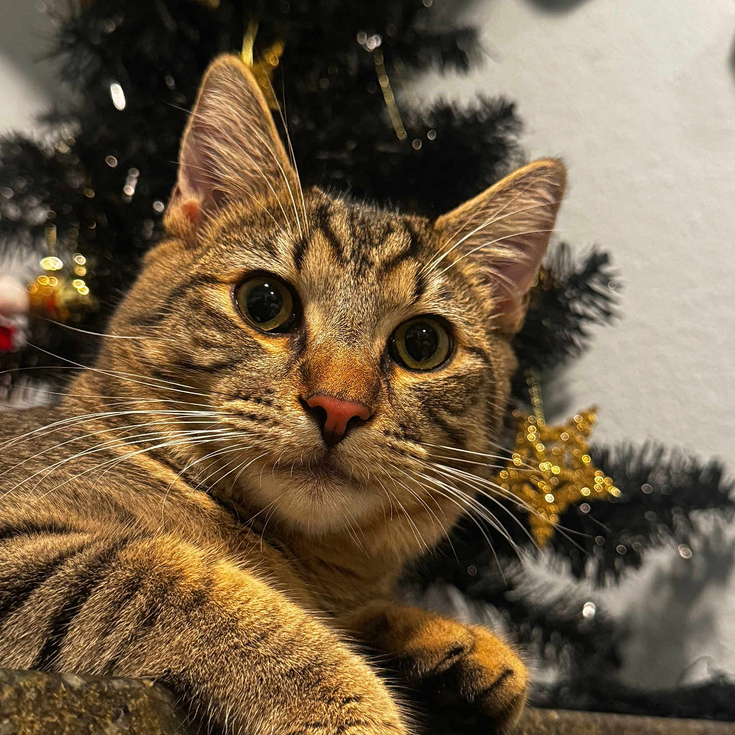 Loki is registered to the contest to win money with this photo: animal, background_blur, black_tree, cat, christmas_tree, close_up, curious, cute, decoration, ears, fur, golden, holiday, indoor, paws, pet, relaxed, soft_light, tabby, whiskers
