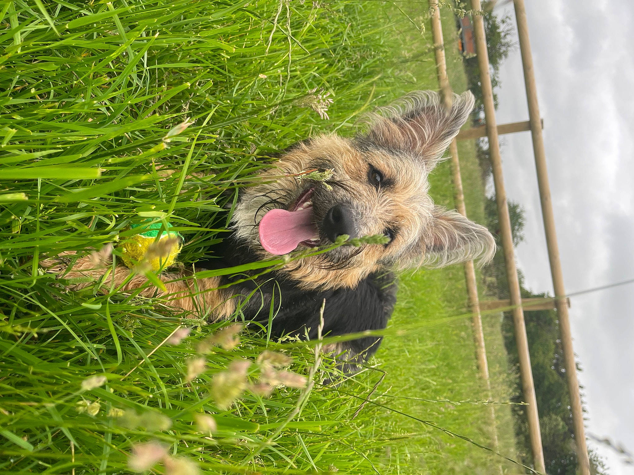 Rory joined the competition — help win amazing prizes! canidae, carnivore, cloud, fawn, fur, grass, grassland, groundcover, herbaceous_plant, plant, prairie, rodent, sloth, snout, tail, terrestrial_animal, terrestrial_plant, trunk, wire_fencing, wood