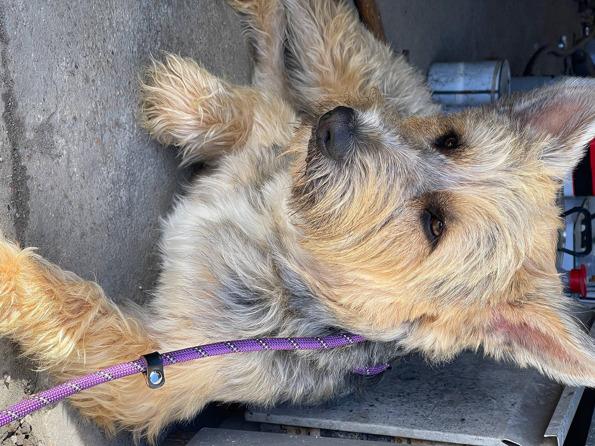 Rory is registered to the contest to win money with this photo: canidae, carnivore, claw, collar, companion_dog, dog, dog_breed, fawn, fur, liver, livestock, paw, small_terrier, snout, sporting_group, tail, terrestrial_animal, terrier, toy_dog, working_animal