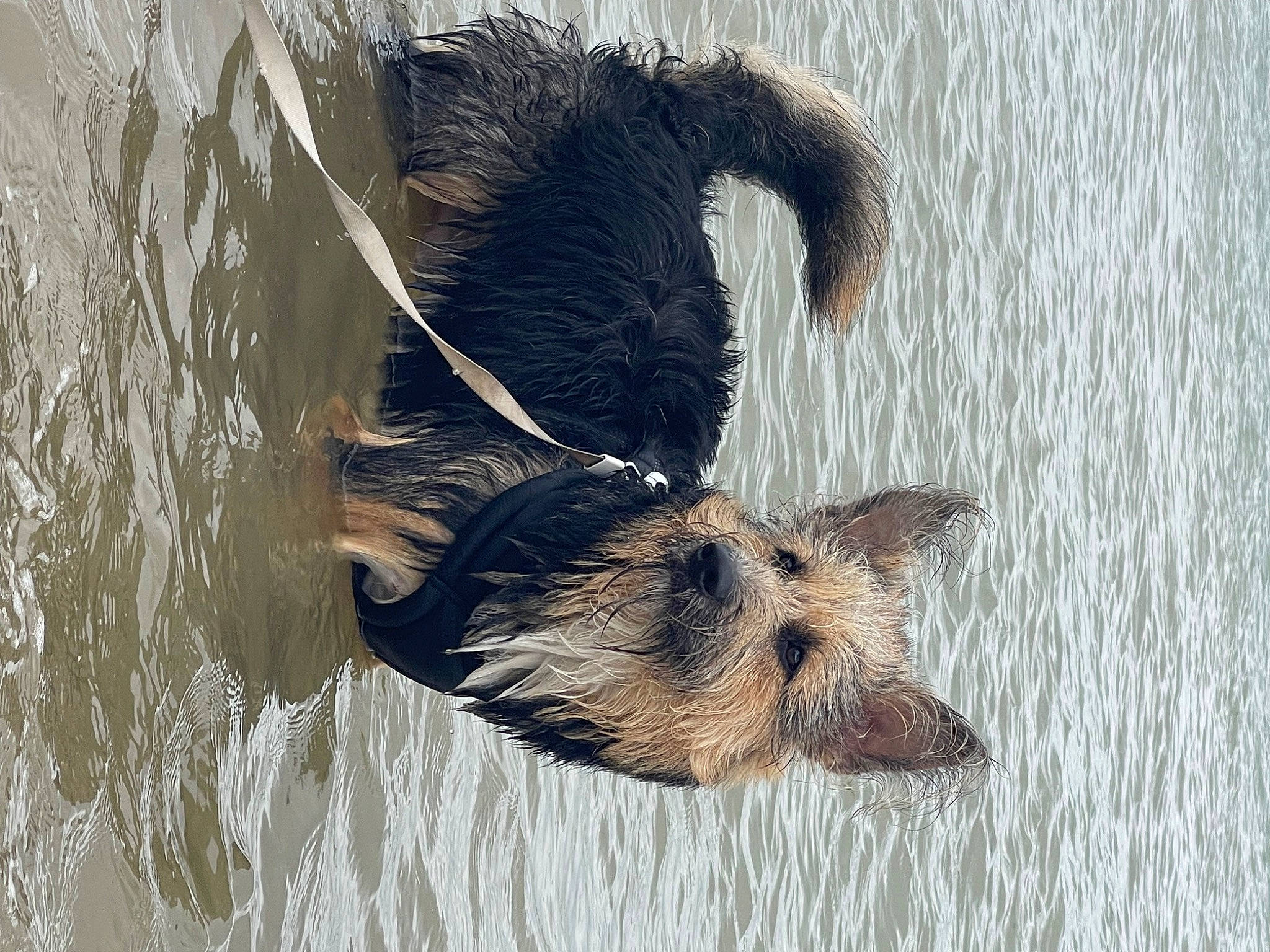Rory is registered to the contest to win money with this photo: canidae, carnivore, dog, dog_breed, dog_supply, fawn, fur, herding_dog, lake, paw, snout, sporting_group, tail, terrestrial_animal, terrier, water, wildlife, wood, working_dog
