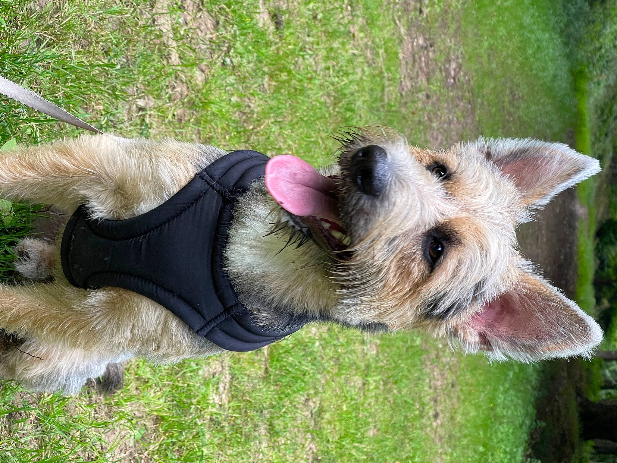 Rory joined the competition — help win amazing prizes! canidae, carnivore, collar, companion_dog, dog, dog_breed, dog_collar, dog_supply, east_european_shepherd, fawn, fur, grass, old_german_shepherd_dog, plant, small_terrier, snout, sporting_group, tail, terrier, working_animal