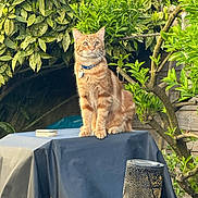 Coquin participe au concours pour gagner de l'argent avec cette photo : alert, animal, cat, collar, curious, daylight, domestic_cat, foliage, garden, ginger_cat, greenery, lantern, nature, outdoor, pet, plant_pot, plants, sitting, table, wooden_fence