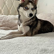 Baya participe au concours pour gagner de l'argent avec cette photo : animal, bed, bedroom, black_and_white, blue_eyes, cozy, dog, floppy_ears, fur, gray_fur, husky, indoors, pet, photography, pointed_ears, portrait, puppy, siberian_husky, sitting, white_fur