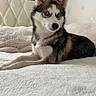 animal, bed, bedroom, black_and_white, blue_eyes, cozy, dog, floppy_ears, fur, gray_fur, husky, indoors, pet, photography, pointed_ears, portrait, puppy, siberian_husky, sitting, white_fur
