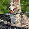 Baya a rejoint le concours — aidez-le/la à gagner de superbes lots ! animal, basket, blue_eyes, blurred_background, canine, collar, dog, greenery, harness, husky, open_mouth, outdoors, pet, pointed_ears, portrait, siberian_husky, sitting, social_media_screenshot, tongue_out, woven_texture
