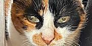 Lolita participe au concours pour gagner de l'argent avec cette photo : cat, calico_cat, pet, animal, fur, whiskers, close_up, face, ears, eyes, indoor, looking, mammal, cute, feline, portrait, tricolor, nose, fur_pattern, curious