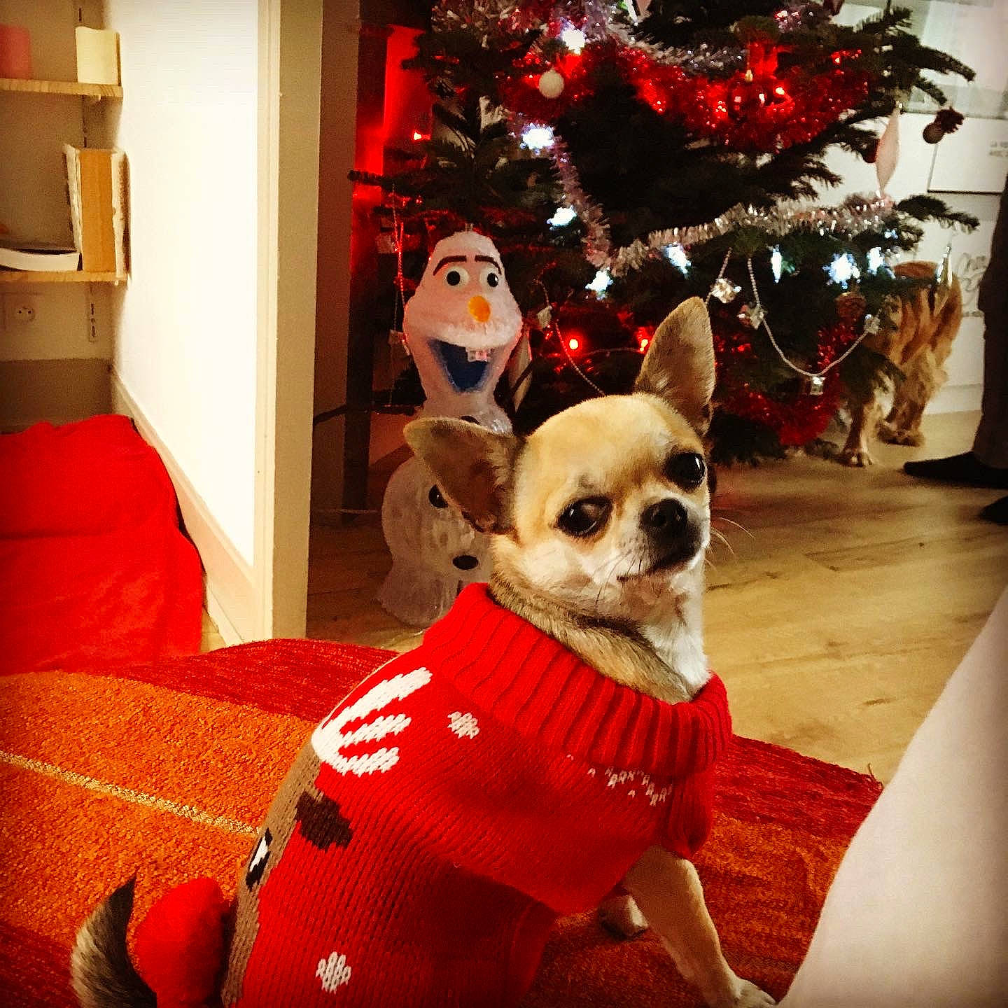 Nessy participe au concours pour gagner de l'argent avec cette photo : carnivore, christmas_decoration, christmas_eve, christmas_ornament, christmas_tree, dog, dog_breed, dog_clothes, dog_supply, holiday, interior_design, pet_supply, room, shelf, shelving, snout, sporting_group, stuffed_toy, toy_dog