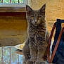 kitten, gray_cat, cat, feline, pet, indoor, table, bag, window, stone_wall, reflection, natural_light, domestic_animal, cute, fluffy, sitting, portrait, young_cat, curious, ears_up