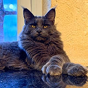 Azkaban a rejoint le concours — aidez-le/la à gagner de superbes lots ! animal, black_surface, cat, close_up, domestic_cat, face, feline, fur, grey_cat, indoor, long_fur, paw, pet, portrait, reflection, relaxed, sitting, texture, window, yellow_eyes