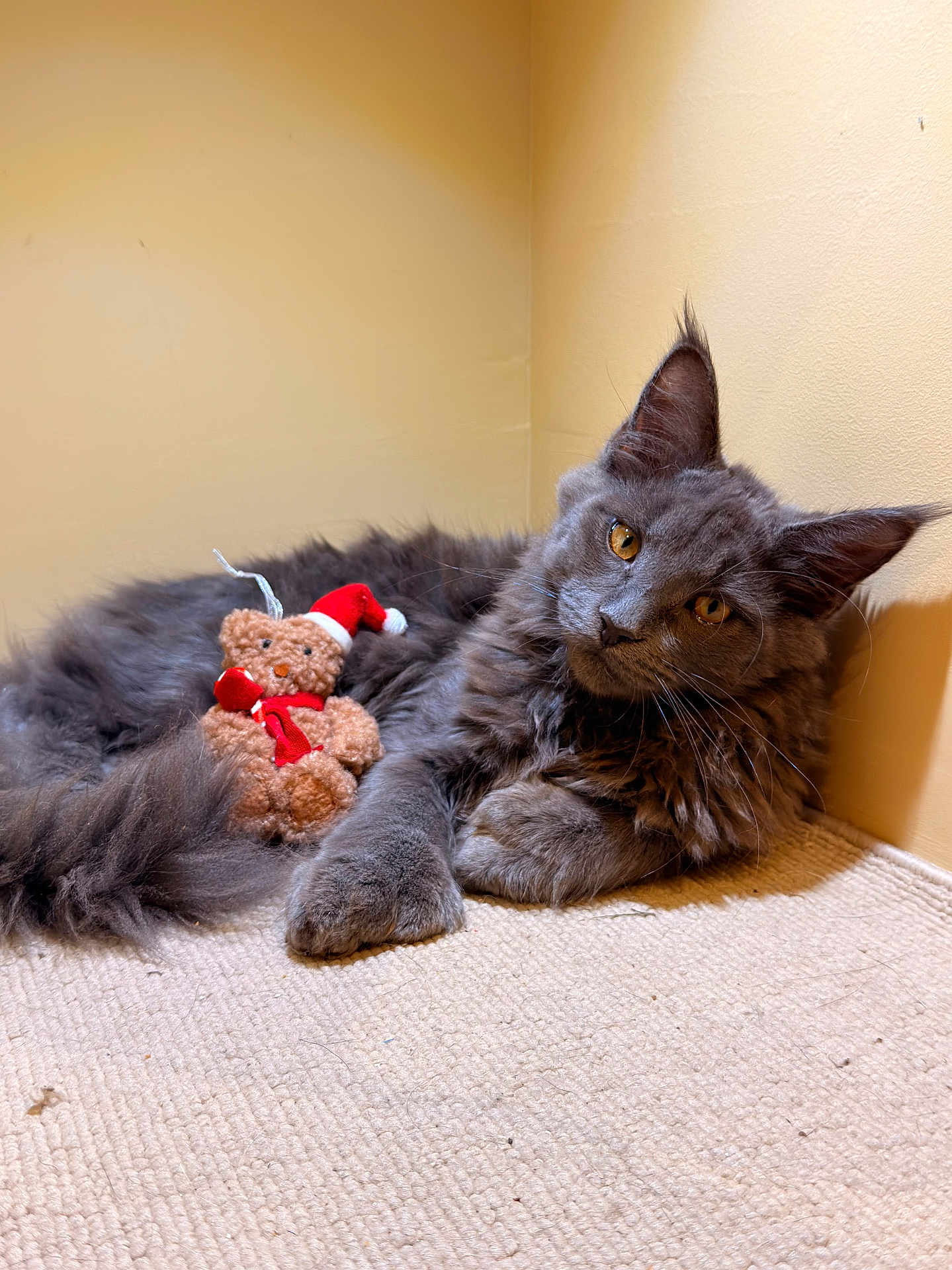 Azkaban a rejoint le concours — aidez-le/la à gagner de superbes lots ! animal, carpet, cat, christmas_toy, corner, cozy, cute, domestic_animal, feline, fluffy, gray_cat, indoor, paws, pet, relaxed, resting, santa_hat, teddy_bear, warm_lighting, whiskers