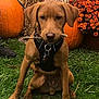 Wishbone is registered to the contest to win money with this photo: dog, puppy, grass, pumpkin, stick, harness, fall, autumn, hay_bale, orange_flowers, outdoor, pet, animal, nature, cute, sitting, greenery, decorations, festive, seasonal