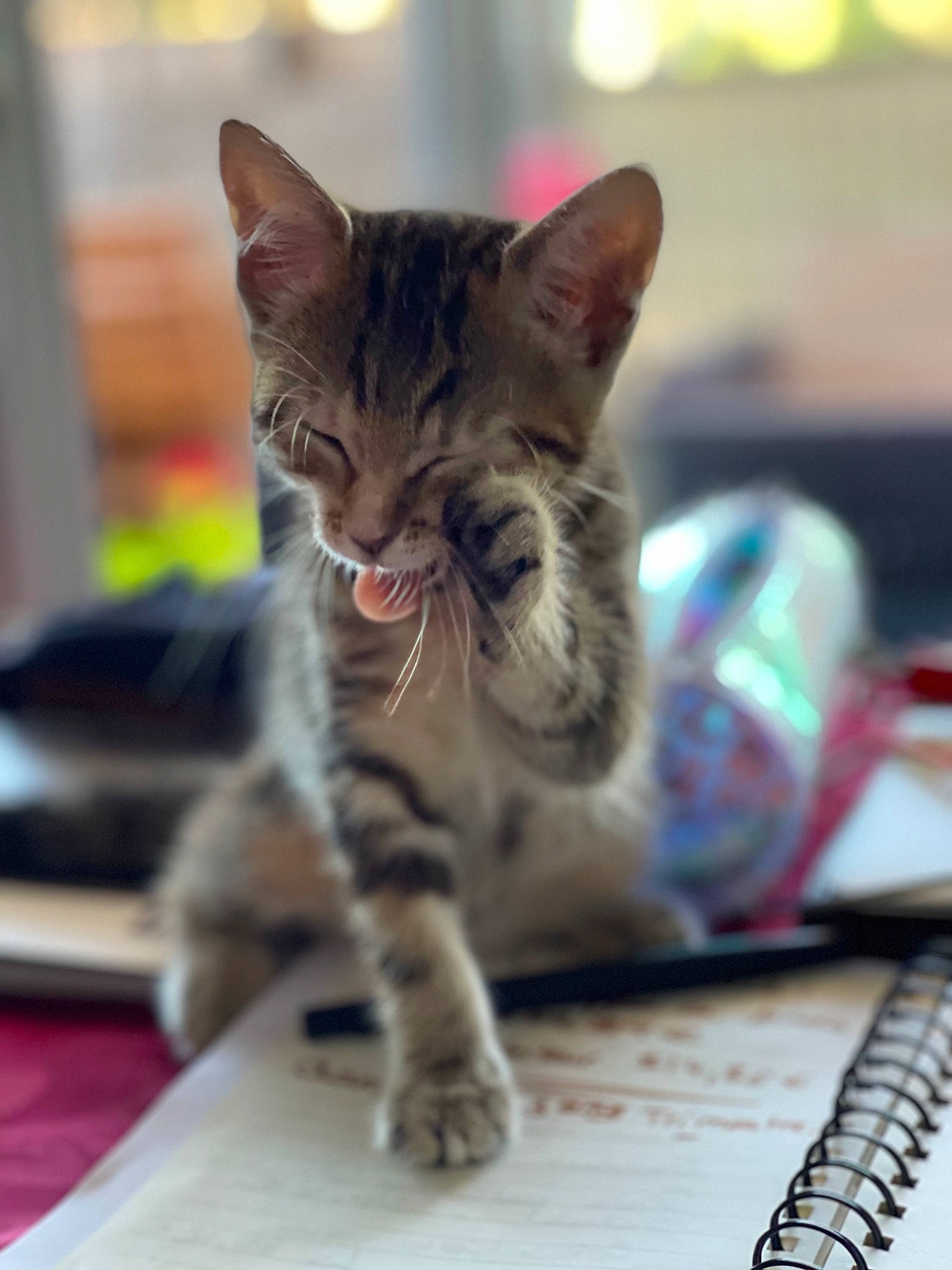 Carla participe au concours pour gagner de l'argent avec cette photo : carnivore, cat, claw, domestic_short_haired_cat, felidae, folk_instrument, fur, kitchen_utensil, musical_instrument, office_supplies, paw, pen, small_to_medium_sized_cats, snout, stationery, tail, terrestrial_animal, whiskers, wildlife, writing_implement