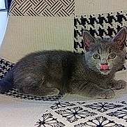 Arya participe au concours pour gagner de l'argent avec cette photo : animal, black_and_white, cat, chair, cute, ears, eyes, feline, fur, gray_cat, indoor, kitten, lying_down, patterned_chair, pet, playful, resting, small_cat, tongue_out, whiskers