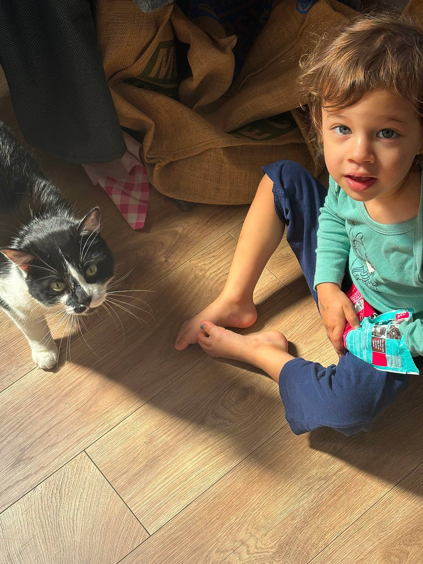 animal, boy, cat, child, clothing, couch, face, furniture, hardwood, head, indoors, kitten, male, manx, pants, person, pet, photography, portrait, wood