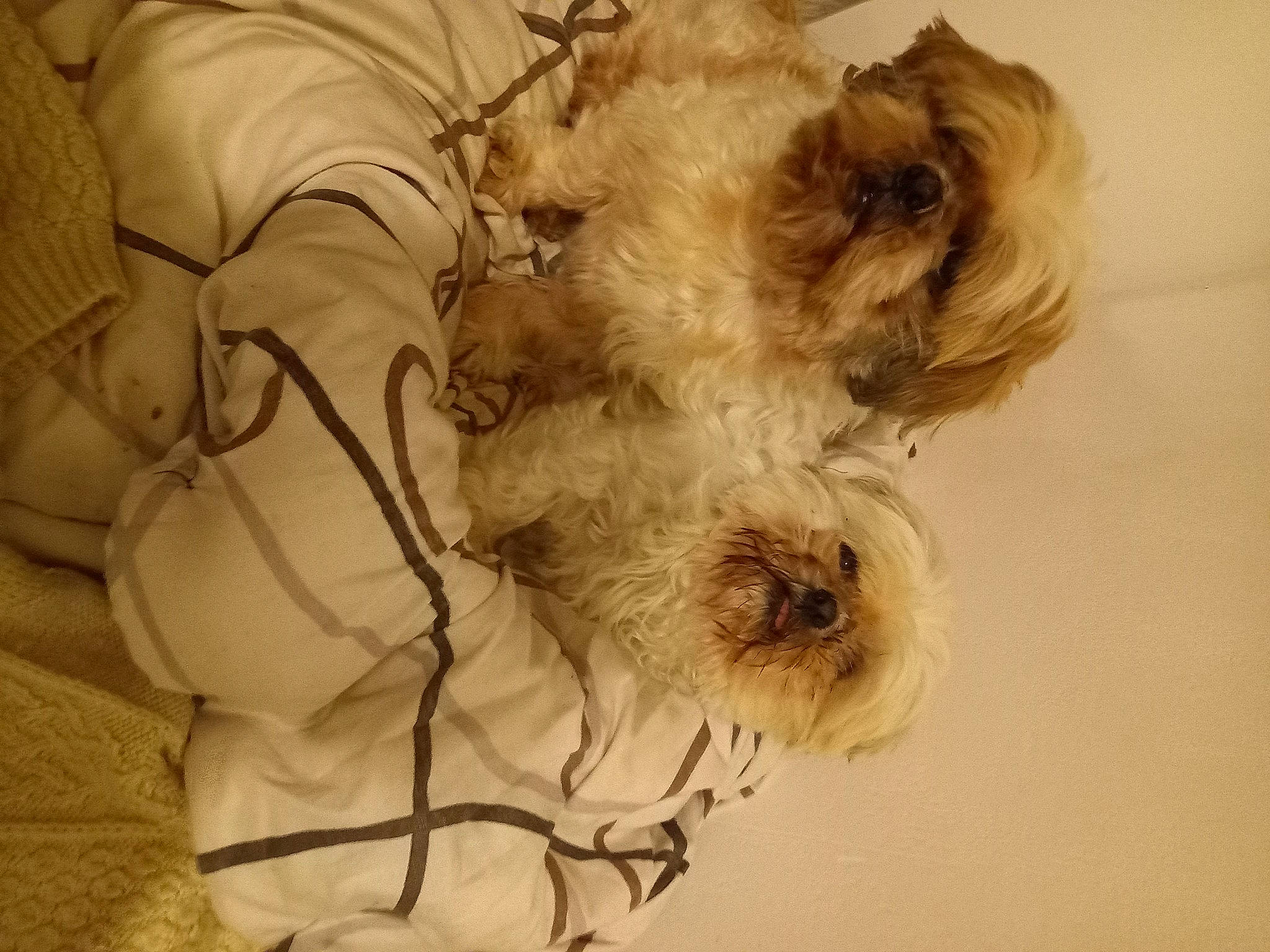 Irise participe au concours pour gagner de l'argent avec cette photo : canidae, carnivore, companion_dog, dog, dog_breed, dog_supply, fur, liver, non_sporting_group, paw, small_terrier, snout, sporting_group, tail, terrier, toy, toy_dog, wool