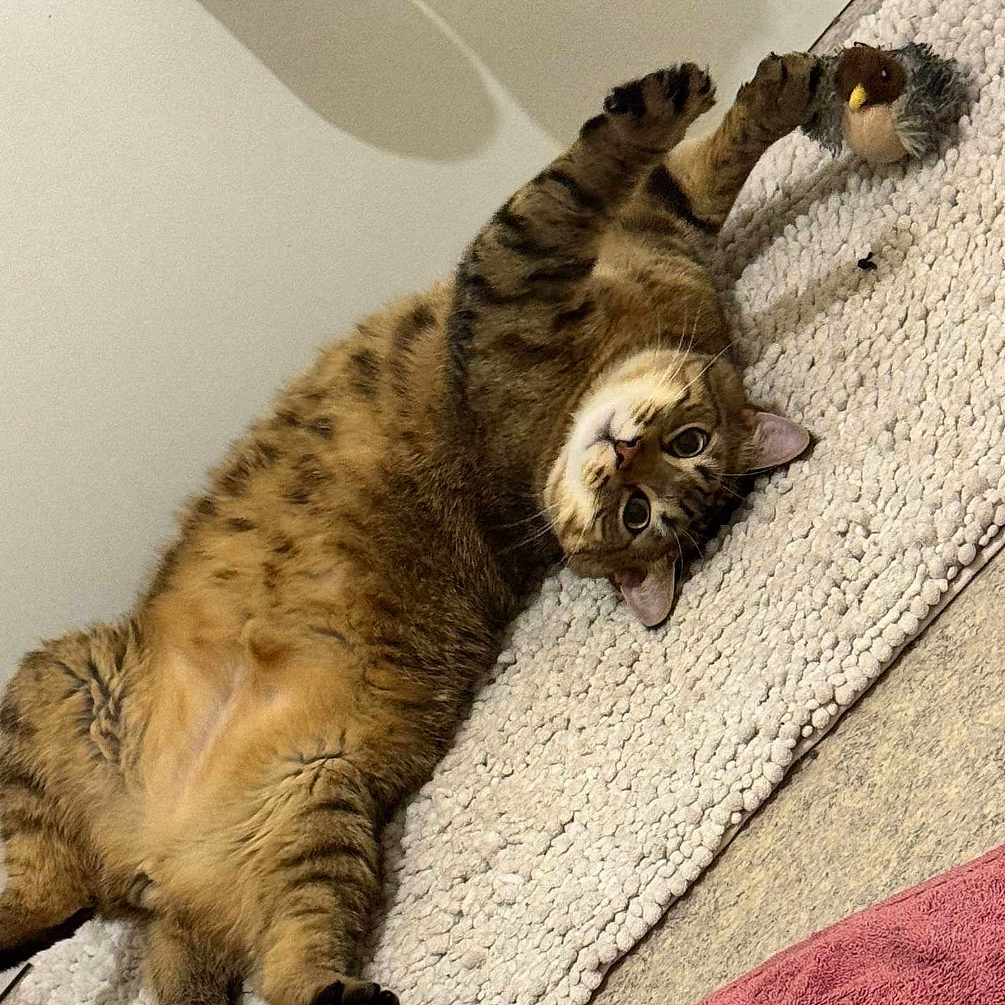 Karma a rejoint le concours — aidez-le/la à gagner de superbes lots ! brown, carpet, cat, cozy, cute, feline, floor, fur, indoor, paws, pet, playing, relaxed, rug, stretching, striped, stuffed_animal, tabby, toy, whiskers