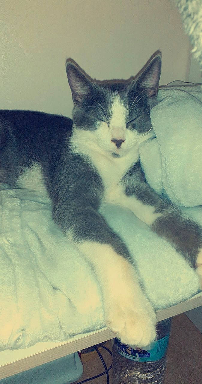 Moustique a rejoint le concours — aidez-le/la à gagner de superbes lots ! carnivore, cat, cat_supply, comfort, domestic_short_haired_cat, felidae, fur, paw, pet_supply, small_to_medium_sized_cats, snout, tail, vertebrate, whiskers