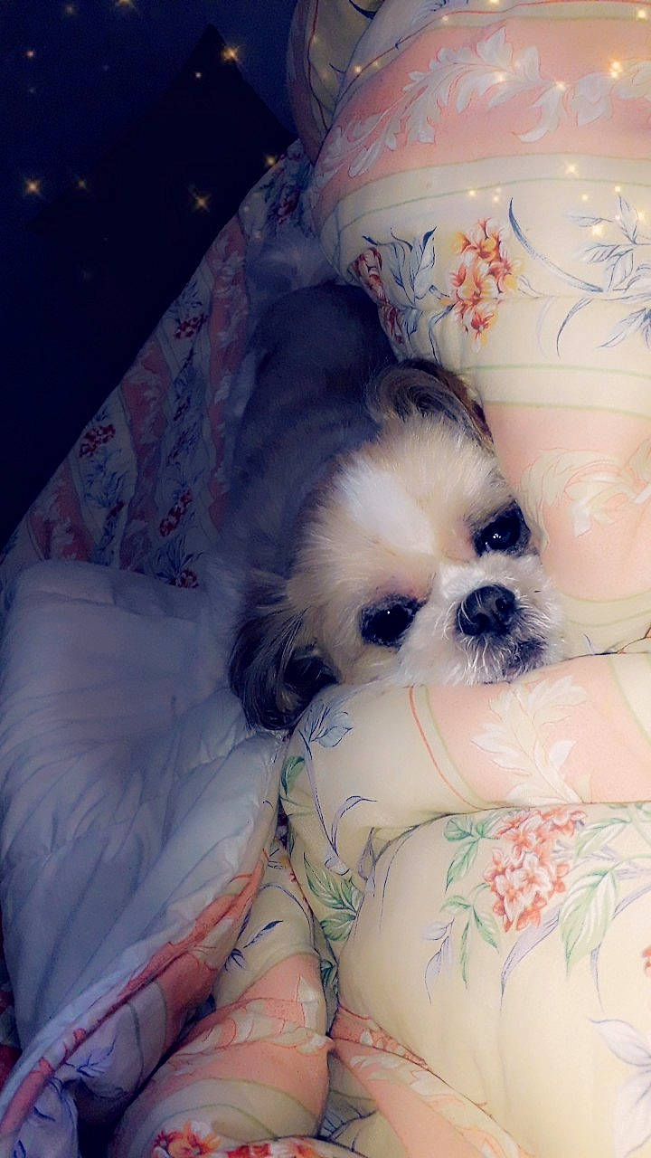 Snoupy participe au concours pour gagner de l'argent avec cette photo : canidae, carnivore, companion_dog, dog, dog_breed, dog_supply, japanese_chin, linens, non_sporting_group, pekingese, puppy, snout, toy_dog, vertebrate, working_animal