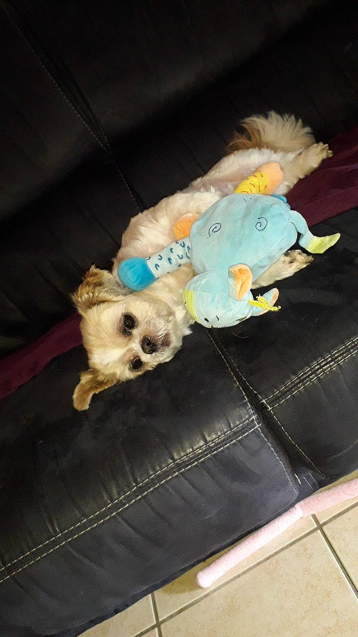 Snoupy a rejoint le concours — aidez-le/la à gagner de superbes lots ! baby_products, baby_toys, canidae, carnivore, companion_dog, dog_breed, dog_supply, fictional_character, pet_supply, plush, small_terrier, stuffed_toy, toy, working_animal