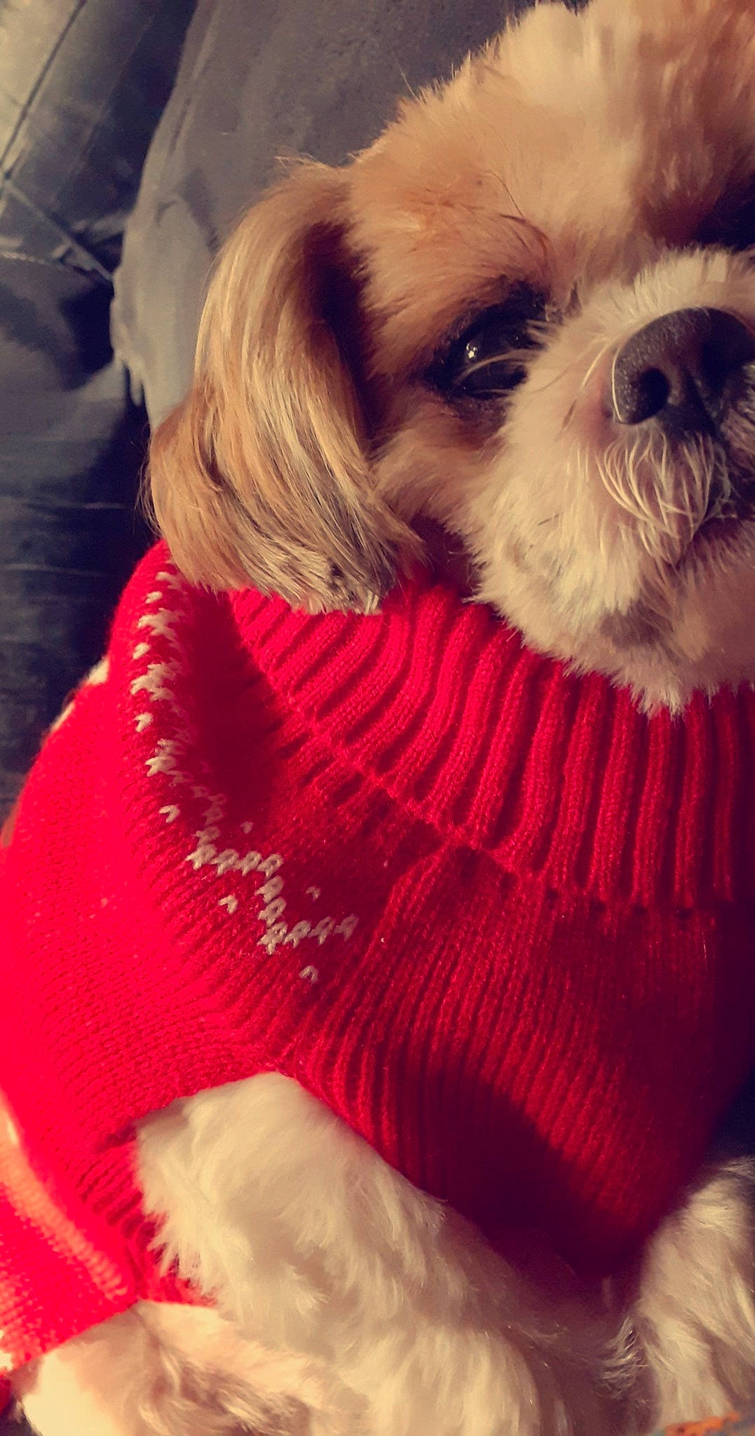 Snoupy participe au concours pour gagner de l'argent avec cette photo : canidae, carnivore, companion_dog, dog, dog_bed, dog_breed, dog_clothes, dog_supply, fawn, fur, liver, mammal, pet_supply, puppy, shih_tzu, snout, sporting_group, toy_dog, vertebrate, working_animal