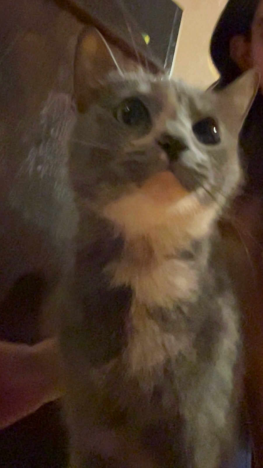 Jeyjey joined the competition — help win amazing prizes! abyssinian, accessories, angora, animal, blackcat, bodypart, cat, face, head, indoors, kitten, manx, mouth, person, pet, photography, portrait, siamese, snout, teeth