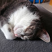 Nala a rejoint le concours — aidez-le/la à gagner de superbes lots ! animal, cat, close_up, cozy, cute, domestic_cat, fur, gray_fur, home, indoor, mammal, paw, pet, relaxing, resting, sleeping, soft, texture, whiskers, white_fur