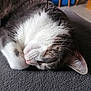 animal, cat, close_up, cozy, cute, domestic_cat, fur, gray_fur, home, indoor, mammal, paw, pet, relaxing, resting, sleeping, soft, texture, whiskers, white_fur