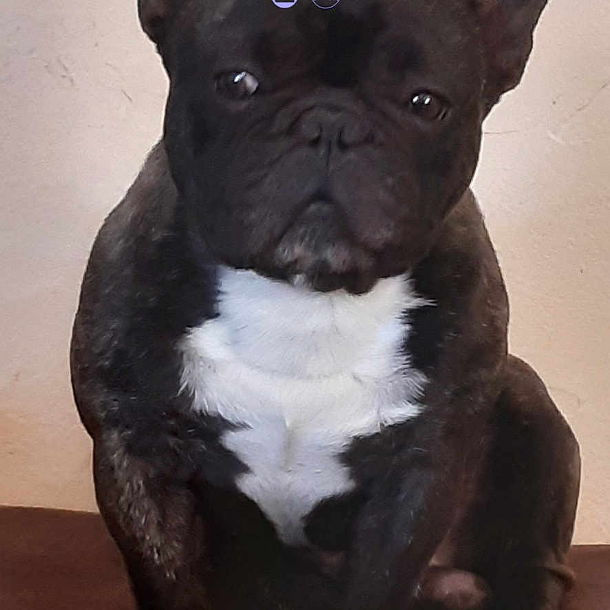 Murphy is registered to the contest to win money with this photo: animal, ball, bostonbull, boxer, bulldog, canine, dog, frenchbulldog, pet, pitbull, puppy, snout, sport, tennis, tennisball