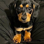 Missy is registered to the contest to win money with this photo: puppy, dog, black_fur, tan_fur, cute, pet, animal, young_dog, sitting, looking_at_camera, indoors, blanket, cozy, small, adorable, fur, front_paws, close_up, eyes, face