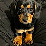 puppy, dog, black_fur, tan_fur, cute, pet, animal, young_dog, sitting, looking_at_camera, indoors, blanket, cozy, small, adorable, fur, front_paws, close_up, eyes, face