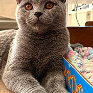 Boboli joined the competition — help win amazing prizes! cat, gray_cat, amber_eyes, kitten, indoor, wooden_floor, box, knitted_blanket, cozy, pet, animal, cute, feline, domestic_cat, whiskers, paws, closeup, relaxed, curious, home