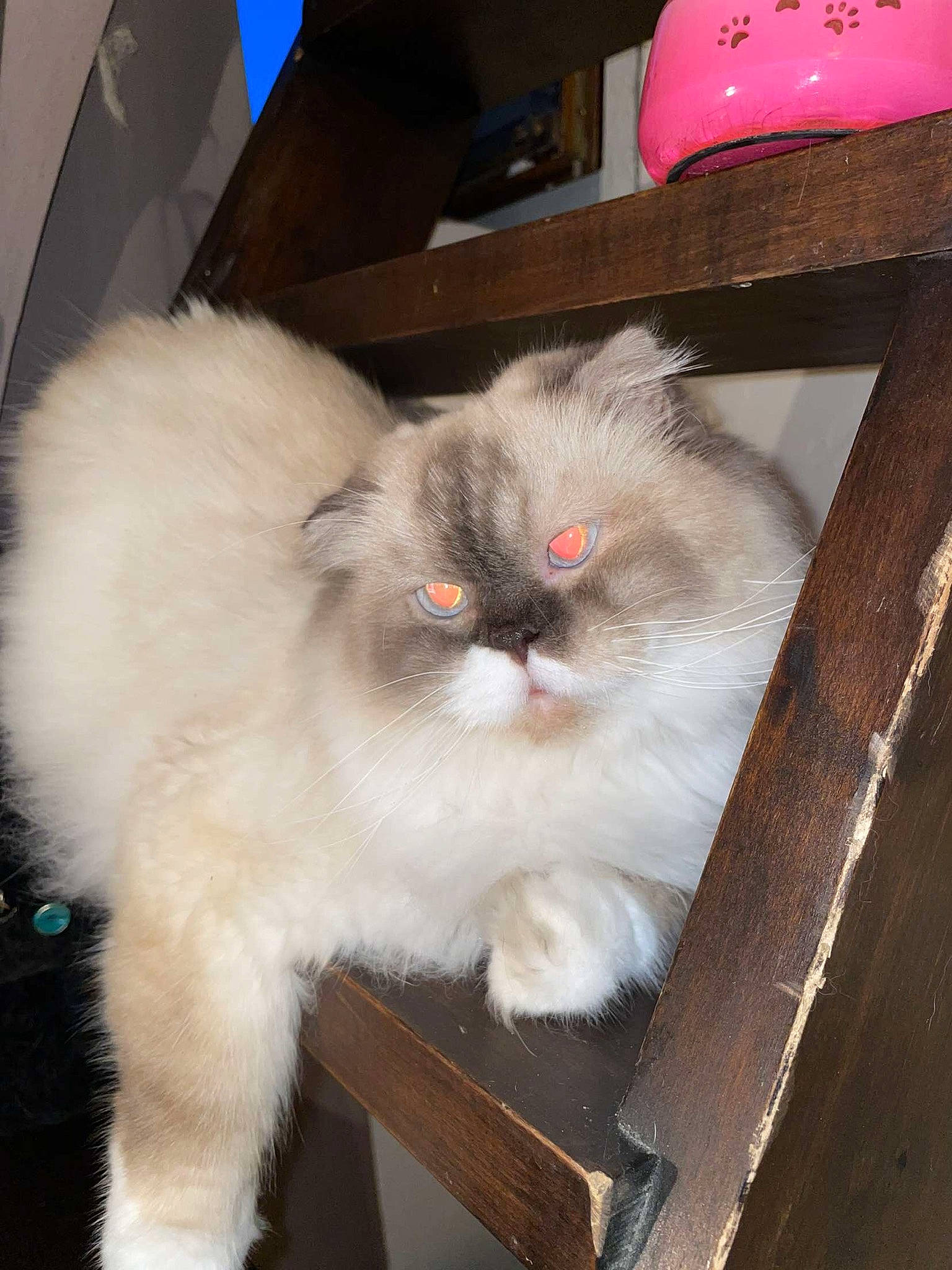 Boulette participe au concours pour gagner de l'argent avec cette photo : birman, carnivore, cat, fawn, felidae, fur, small_to_medium_sized_cats, snout, tail, whiskers, wood